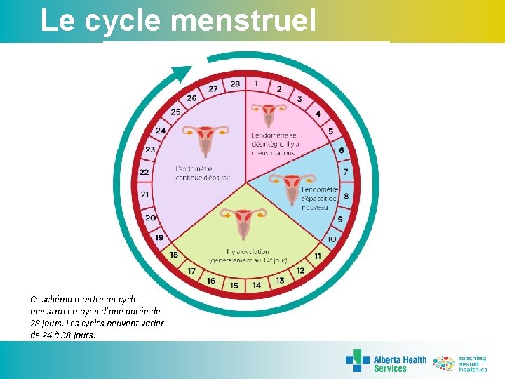Le cycle menstruel Ce schéma montre un cycle menstruel moyen d’une durée de 28