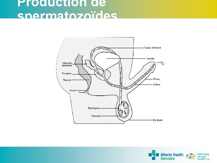 Production de spermatozoïdes 