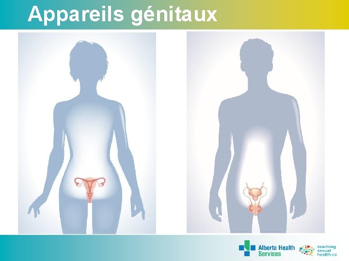 Appareils génitaux 