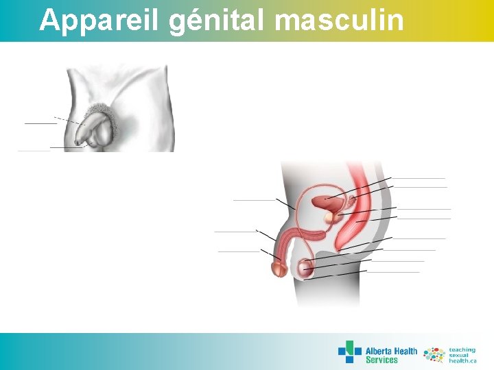 Appareil génital masculin 