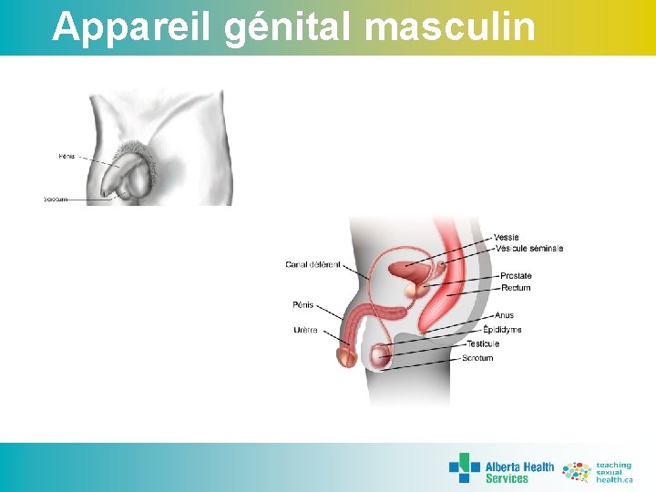 Appareil génital masculin 