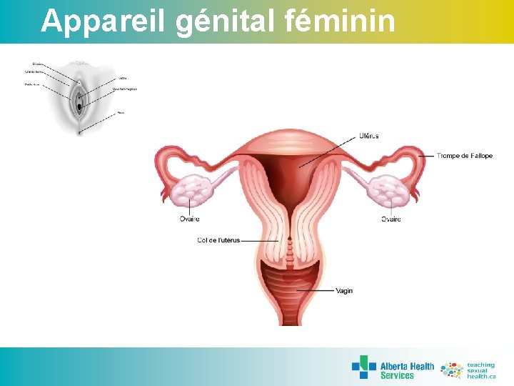 Appareil génital féminin 