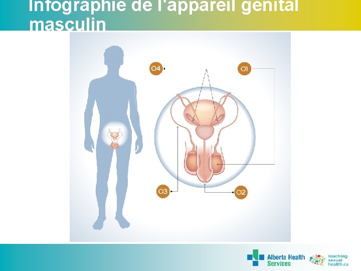 Infographie de l'appareil génital masculin 