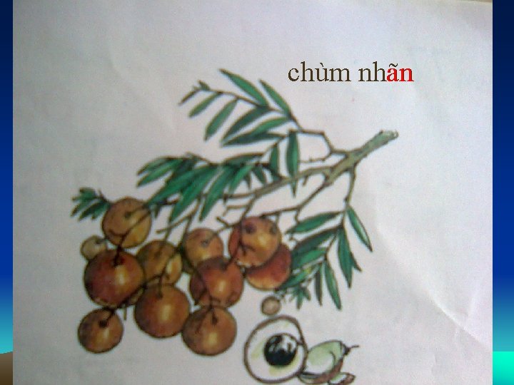 chùm nhãn an 