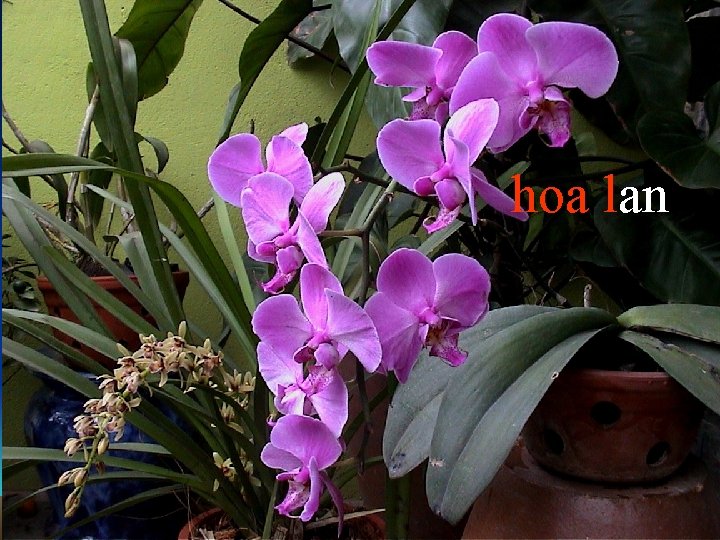 hoa lan an 