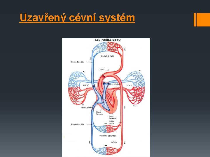 Uzavřený cévní systém 