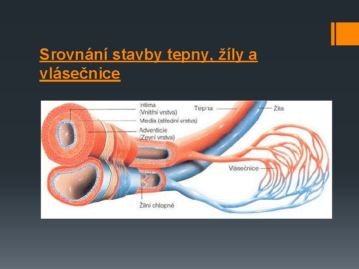 Srovnání stavby tepny, žíly a vlásečnice 