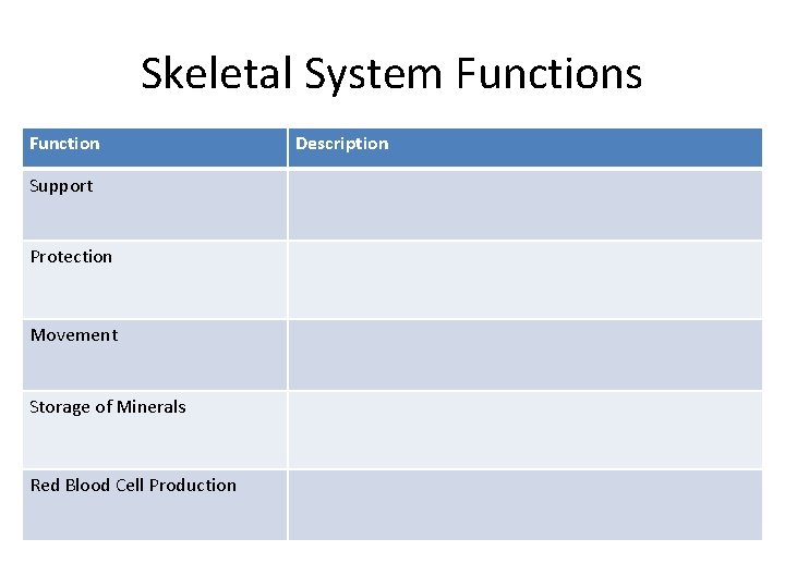 Skeletal System Functions Function Support Protection Movement Storage of Minerals Red Blood Cell Production
