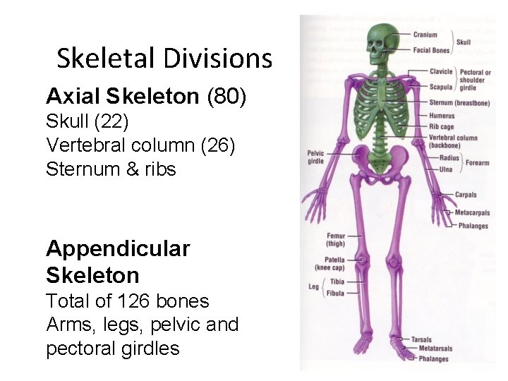 Skeletal Divisions Axial Skeleton (80) Skull (22) Vertebral column (26) Sternum & ribs Appendicular
