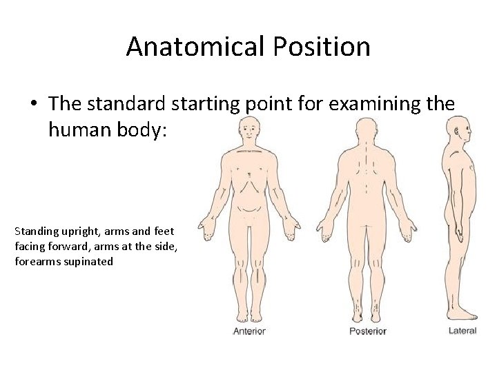 Anatomical Position • The standard starting point for examining the human body: Standing upright,