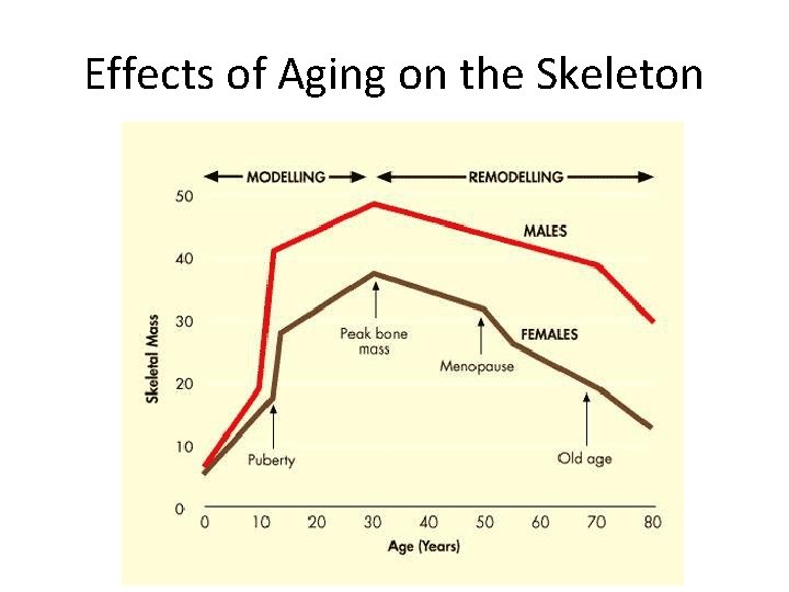 Effects of Aging on the Skeleton 