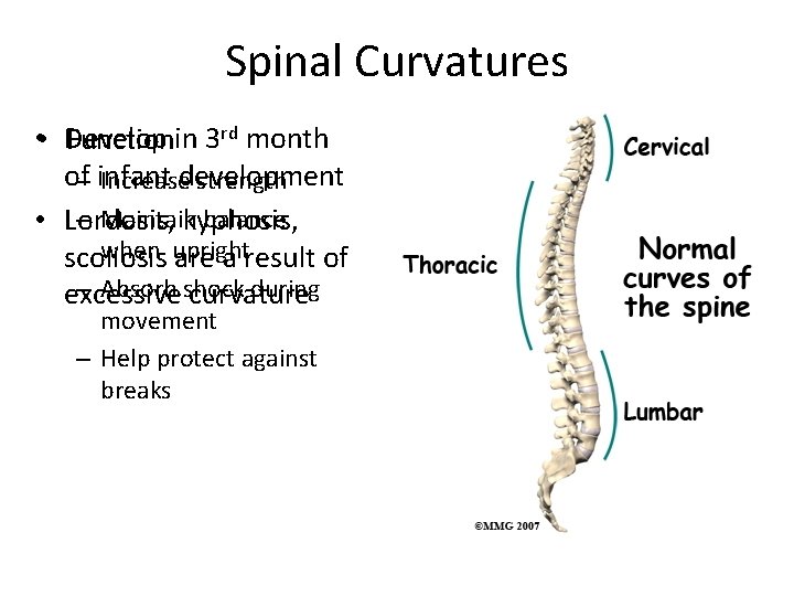 Spinal Curvatures • Develop in 3 Function rd month of infant development – Increase