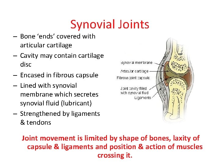 Synovial Joints – Bone ‘ends’ covered with articular cartilage – Cavity may contain cartilage