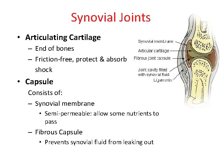 Synovial Joints • Articulating Cartilage – End of bones – Friction-free, protect & absorb
