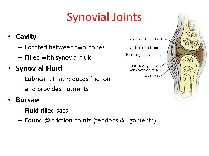 Synovial Joints • Cavity – Located between two bones – Filled with synovial fluid