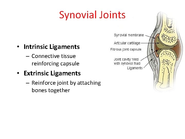 Synovial Joints • Intrinsic Ligaments – Connective tissue reinforcing capsule • Extrinsic Ligaments –