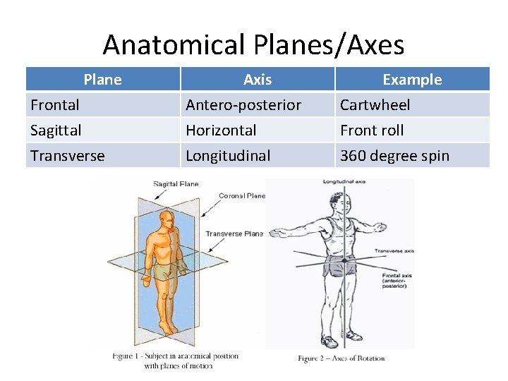 Anatomical Planes/Axes Plane Frontal Sagittal Transverse Axis Antero-posterior Horizontal Longitudinal Example Cartwheel Front roll