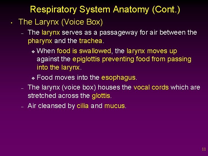 Respiratory System Anatomy (Cont. ) • The Larynx (Voice Box) – – – The