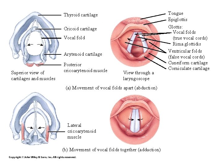 Thyroid cartilage Cricoid cartilage Vocal fold Arytenoid cartilage Superior view of cartilages and muscles