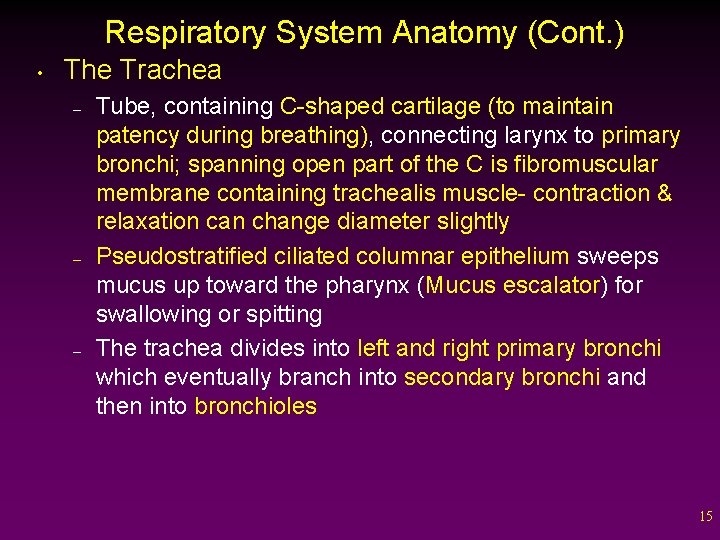 Respiratory System Anatomy (Cont. ) • The Trachea – – – Tube, containing C-shaped