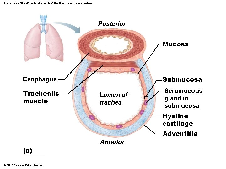 Figure 13. 3 a Structural relationship of the trachea and esophagus. Posterior Mucosa Submucosa