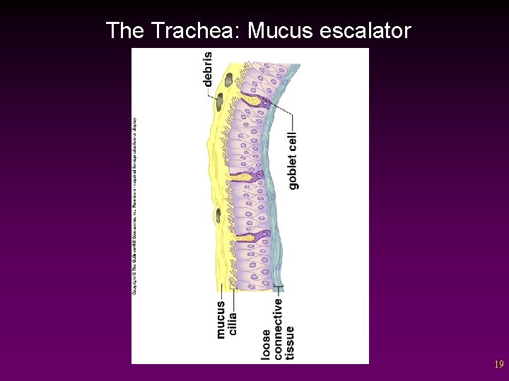 The Trachea: Mucus escalator 19 