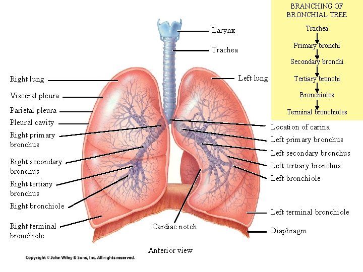 BRANCHING OF BRONCHIAL TREE Larynx Trachea Primary bronchi Secondary bronchi Left lung Right lung