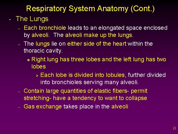 Respiratory System Anatomy (Cont. ) • The Lungs – – Each bronchiole leads to
