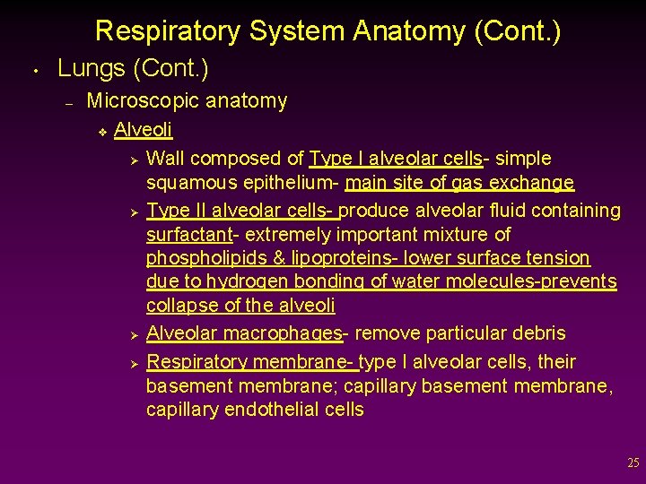 Respiratory System Anatomy (Cont. ) • Lungs (Cont. ) – Microscopic anatomy v Alveoli