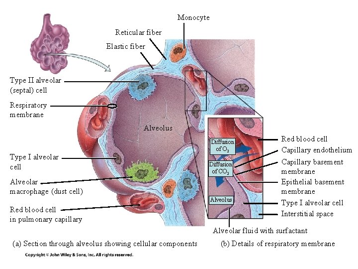Monocyte Reticular fiber Elastic fiber Type II alveolar (septal) cell Respiratory membrane Alveolus Type