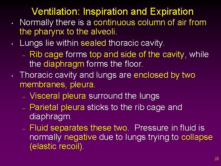Ventilation: Inspiration and Expiration • • • Normally there is a continuous column of