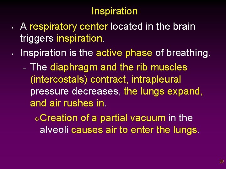 Inspiration • • A respiratory center located in the brain triggers inspiration. Inspiration is