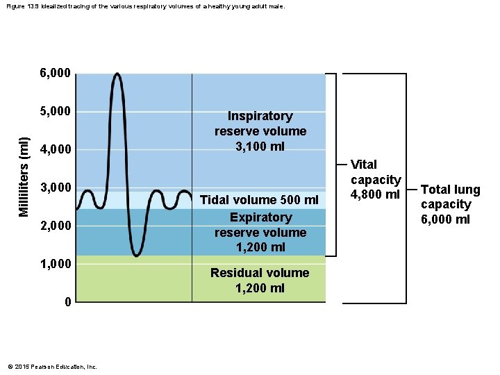 Figure 13. 9 Idealized tracing of the various respiratory volumes of a healthy young