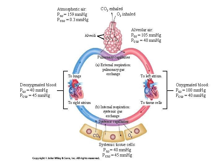 CO 2 exhaled O 2 inhaled Atmospheric air: PO 2 = 159 mm. Hg