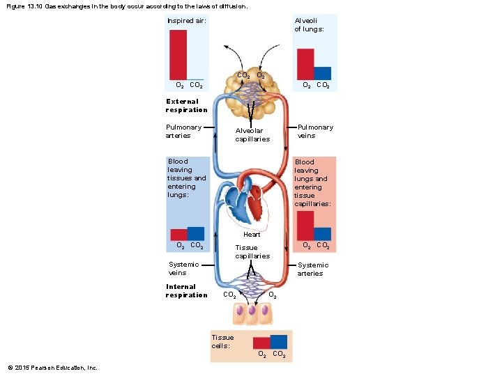 Figure 13. 10 Gas exchanges in the body occur according to the laws of