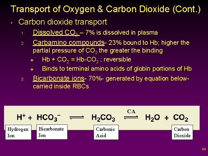 Transport of Oxygen & Carbon Dioxide (Cont. ) • Carbon dioxide transport 1. 2.