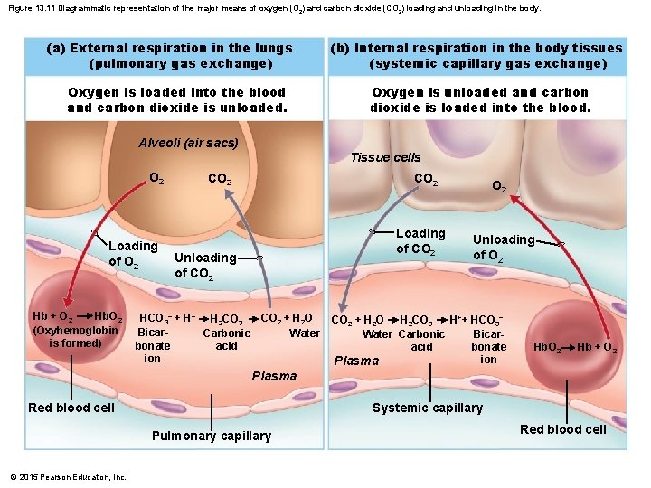 Figure 13. 11 Diagrammatic representation of the major means of oxygen (O 2) and