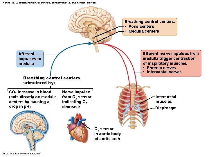 Figure 13. 12 Breathing control centers, sensory inputs, and effector nerves. Breathing control centers: