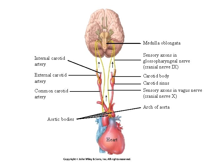 Medulla oblongata Sensory axons in glossopharyngeal nerve (cranial nerve IX) Internal carotid artery External
