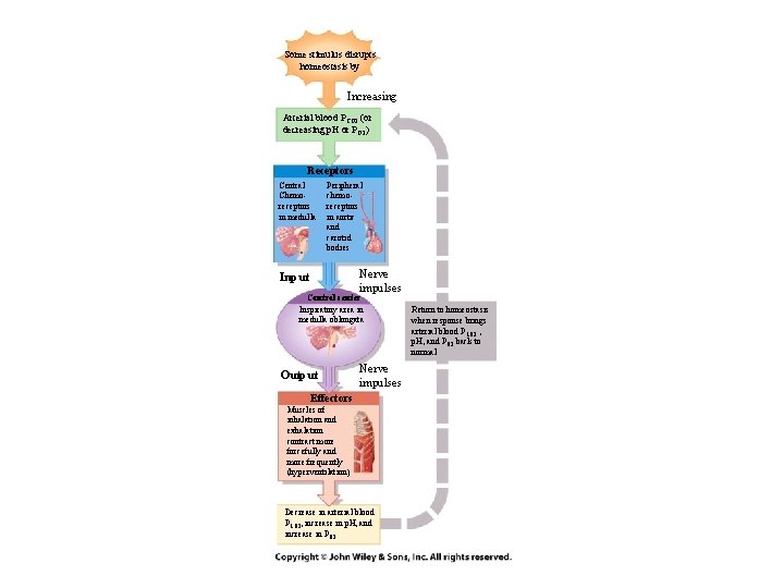 Some stimulus disrupts homeostasis by Increasing Arterial blood PCO 2 (or decreasing p. H