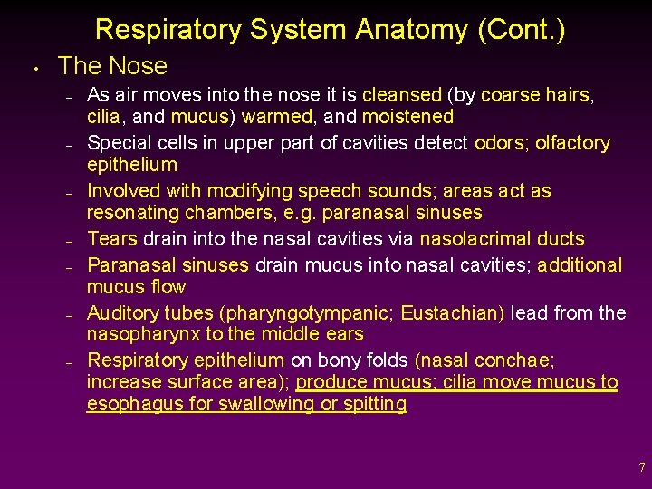 Respiratory System Anatomy (Cont. ) • The Nose – – – – As air