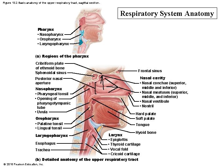 Figure 13. 2 Basic anatomy of the upper respiratory tract, sagittal section. Respiratory System