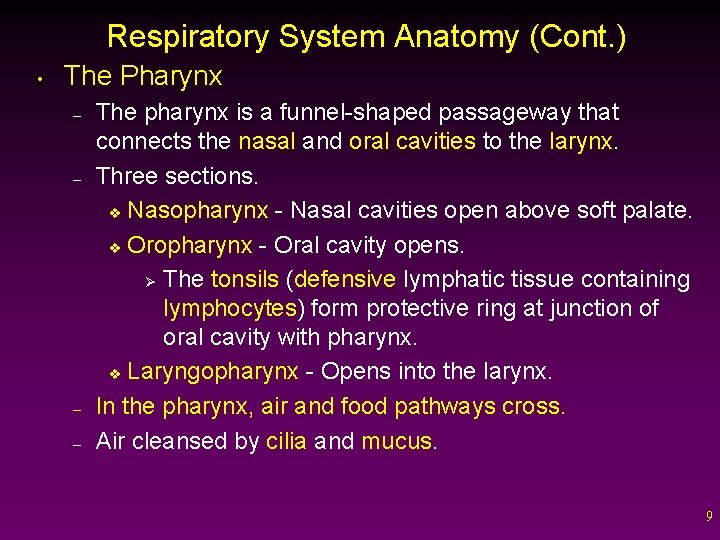 Respiratory System Anatomy (Cont. ) • The Pharynx – – The pharynx is a