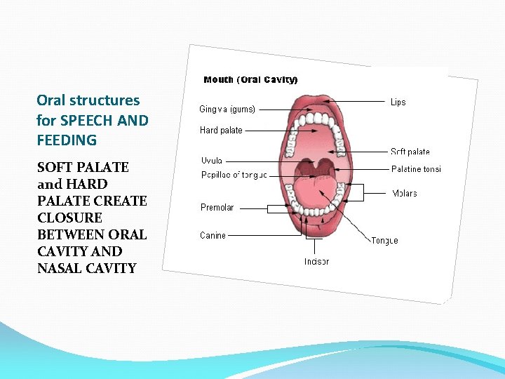 Oral structures for SPEECH AND FEEDING SOFT PALATE and HARD PALATE CREATE CLOSURE BETWEEN