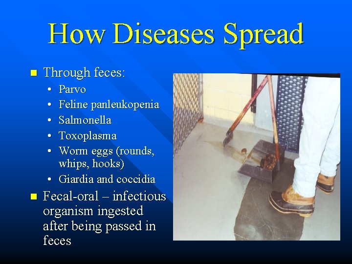 How Diseases Spread n Through feces: • • • Parvo Feline panleukopenia Salmonella Toxoplasma