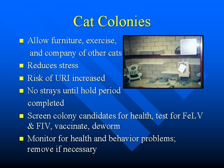 Cat Colonies n n n Allow furniture, exercise, and company of other cats Reduces