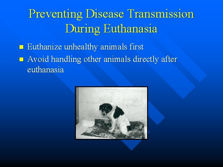 Preventing Disease Transmission During Euthanasia n n Euthanize unhealthy animals first Avoid handling other