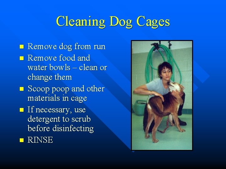 Cleaning Dog Cages n n n Remove dog from run Remove food and water