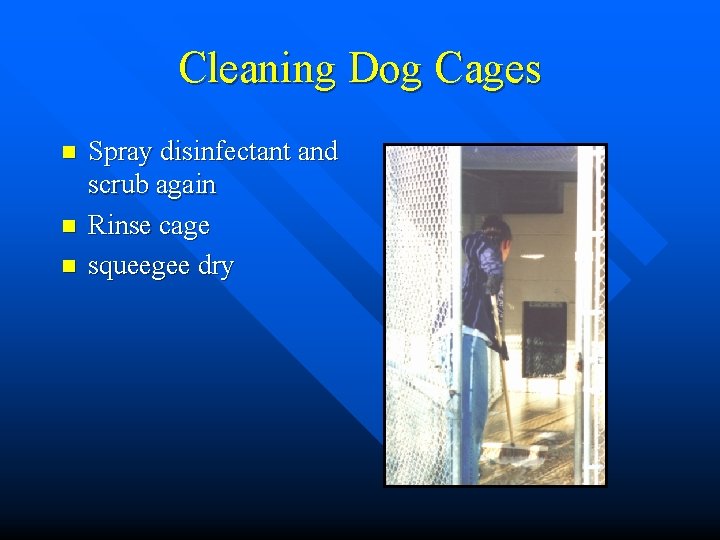 Cleaning Dog Cages n n n Spray disinfectant and scrub again Rinse cage squeegee