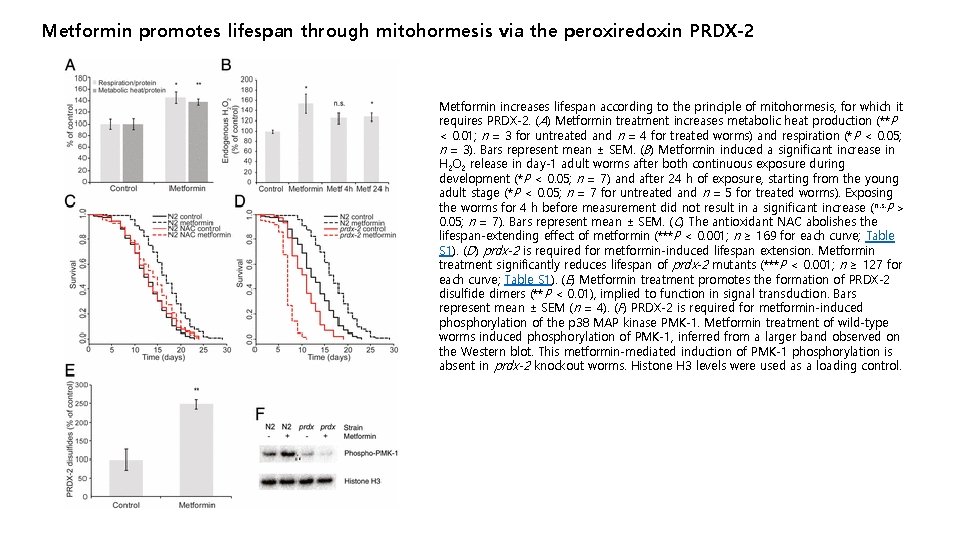 Metformin promotes lifespan through mitohormesis via the peroxiredoxin PRDX-2 Metformin increases lifespan according to